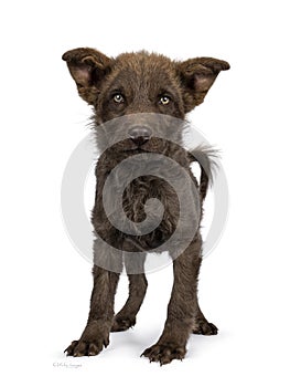 Brown pup on white background