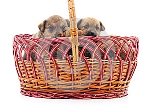 Brown puppies in a basket