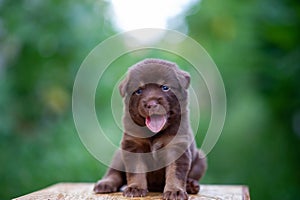 Brown puppies sitting on the table