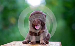 brown puppies sitting on the table