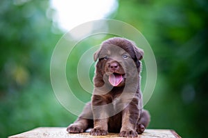 Brown puppies sitting on the table