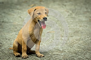 Brown puppy.