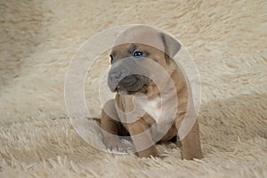 Brown puppy American stafford posing