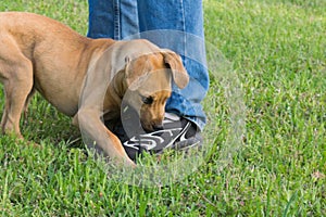 Brown puppy biting shoelaces-Dog behavior