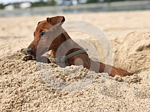 Brown puppy of the breed the miniature Pinscher looks from the dug holes in the sand on the beach in the summer on a Sunny day, ho