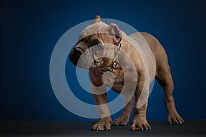 Brown puppy on chain, standing and looking to the side