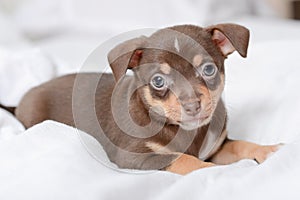 Brown puppy chihuahua