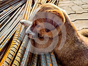 A brown puppy in a deep thought leaning on iron rods during a sunny day.