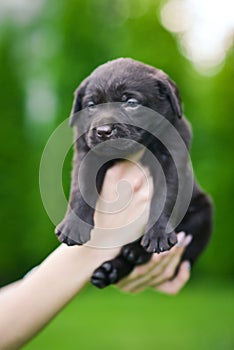 Brown puppy dog breed Labrador