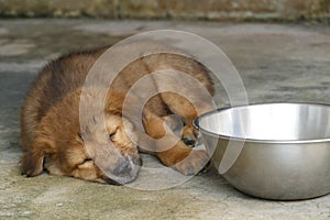 Brown Puppy Dog Sleeping Next to Water Bowl