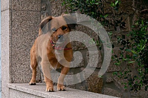 Brown puppy dog standing on garden wall, guarding home in rural Portugal.