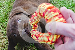 Brown puppy labrador lying on the grass and biting a toy