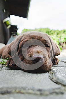 Brown puppy labrador lying on a ground