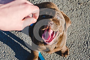 Brown puppy labrador sitting with open mouth