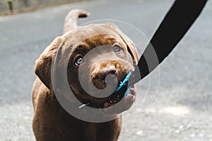 Brown puppy labrador standing and biting lead