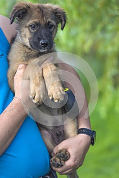 Brown puppy mestizo shepherd in her arms