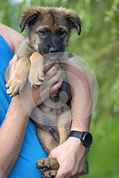 Brown puppy mestizo shepherd in her arms