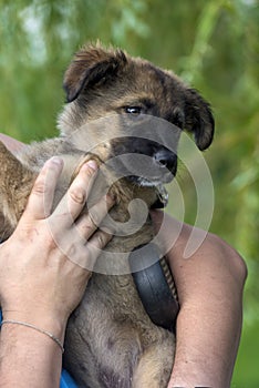 Brown puppy mestizo shepherd in her arms