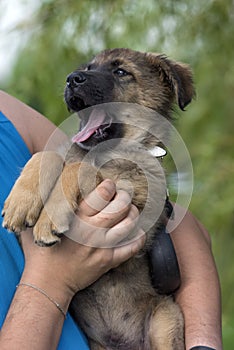 Brown puppy mestizo shepherd in her arms