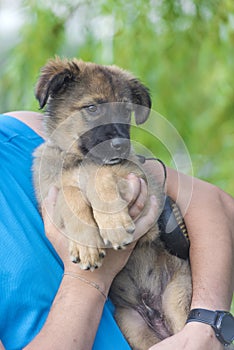 Brown puppy mestizo shepherd in her arms