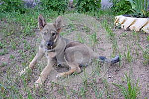 A brown puppy of mutts in a collar is lying on the ground in the grass and looking forward