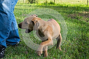 Brown puppy nipping at man's leg photo