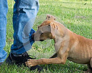 Brown puppy nipping at pants leg photo