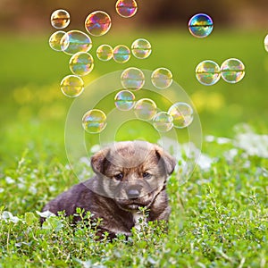 brown puppy sitting in green bright grass on a summer Sunny meadow with flying soap bubbles