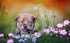 Brown puppy is sitting on a green sunny meadow surrounded by blue flax and pink flowers