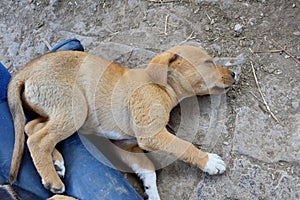 A brown puppy is sleeping on the floor in a Ranch