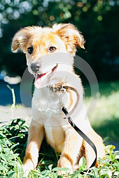 Brown puppy with sticking out tongue in black collar and leash looking away on green grass