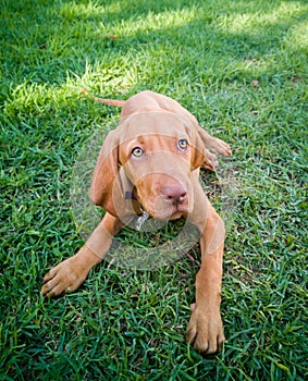 a brown puppy vizsla dog