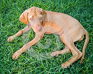 a brown puppy vizsla dog