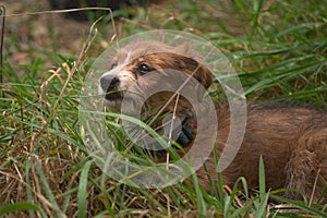 Brown puppy with a white snout in a collar against a background of green grass.