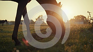 Brown purebred horse eating green grass on field grazing in pasture at sunset.