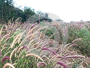 Brown and purple mission grass in wilderness field overgrown by nature.