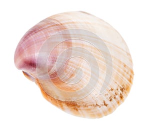 Brown and purple shell of clam isolated on white photo