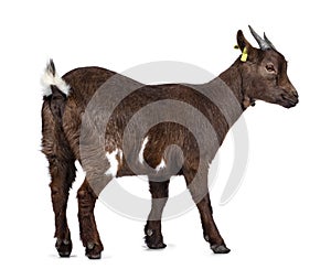 Brown pygmy goat on white