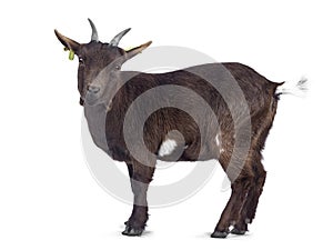 Brown pygmy goat on white