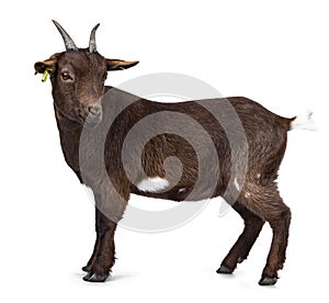 Brown pygmy goat on white