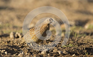 Brown Quail in the open