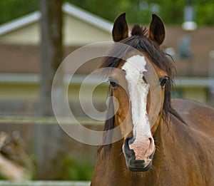 Brown quarter horse close up