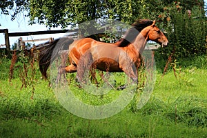 Brown quarter horse runs on a fenced spout