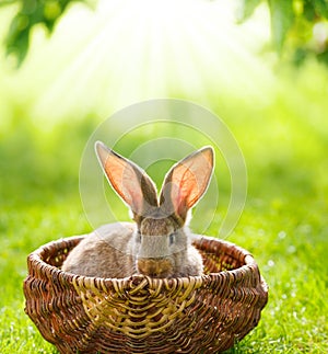 Brown rabbit