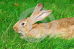 Brown rabbit bunny on grass