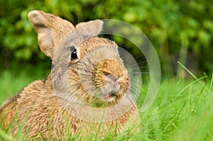 Brown rabbit bunny on grass