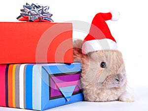 Brown rabbit and christmas boxes, isolated