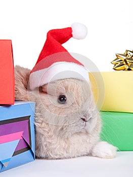 Brown rabbit and christmas boxes, isolated