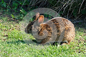Brown Rabbit Ears Perked Up