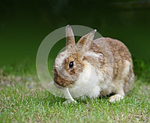 Brown Rabbit eat Cabbage on Greeny Background